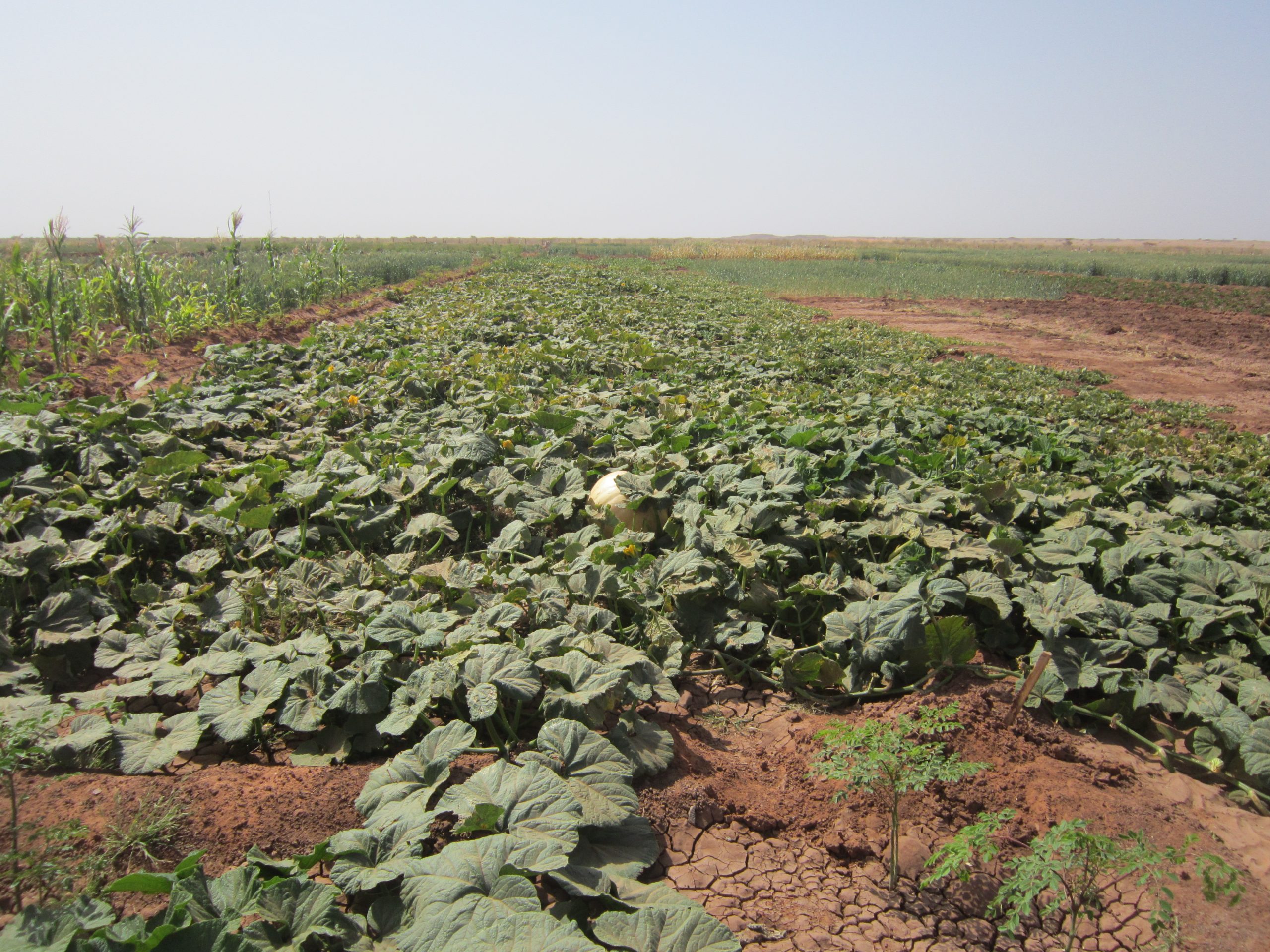 Visite des partenaires du Projet Irhazer-Tamesna Agadez sur les sites de productions.